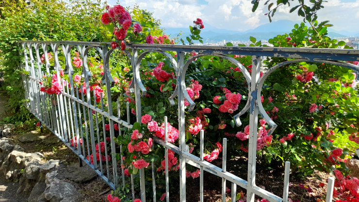 Fleurs de printemps sur les bords de la Bastille, Grenoble