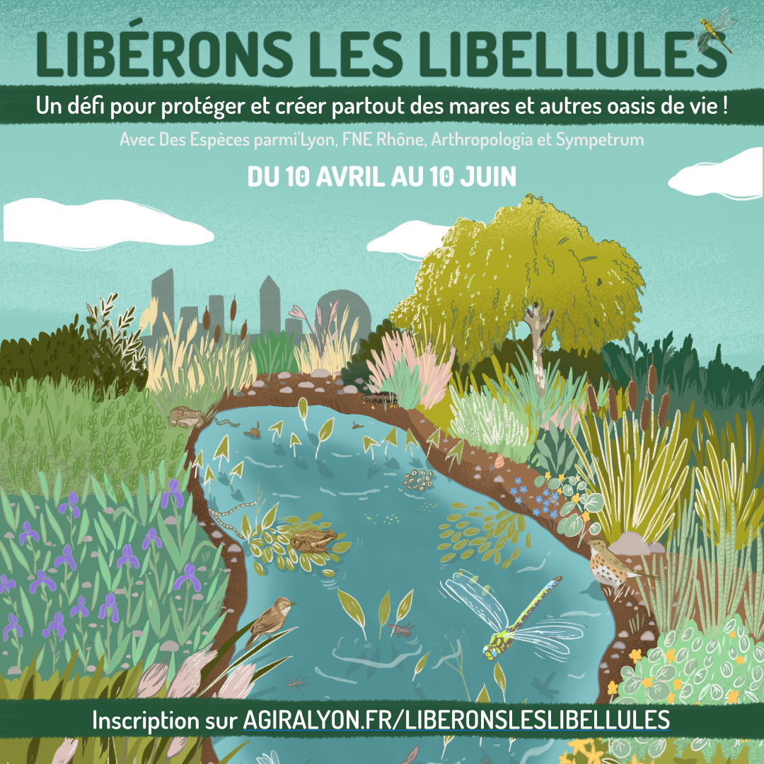 C&rsquo;est parti pour le défi « Libérons les libellules » : protéger et créer des zones humides