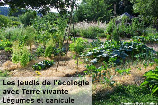 Conférence Terre vivante « Légumes et canicule » – Grenoble (38)