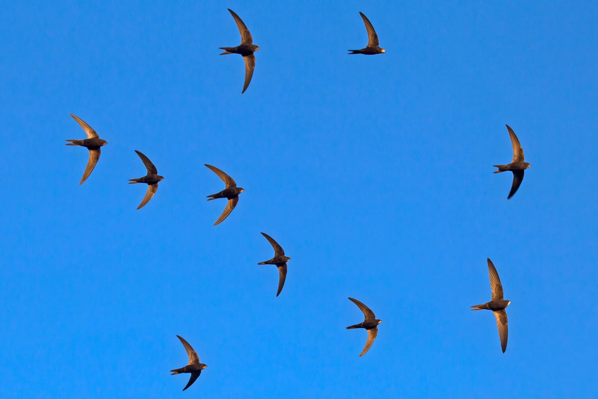 Conférence LPO Reconnaître et protéger les martinets et les hirondelles de St Rambert