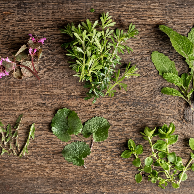 Formation : Animer avec les plantes sauvages