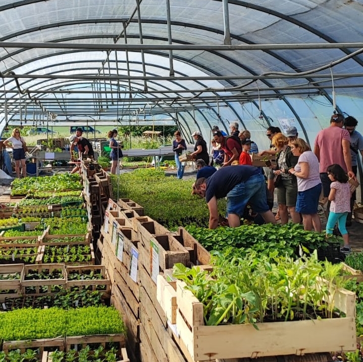 Vente de plants bio, marché et visite