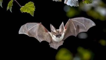 Concevoir des animations autour de la nuit : focus sur les chauve-souris Concevoir des animations autour de la nuit : focus sur les chauve-souris