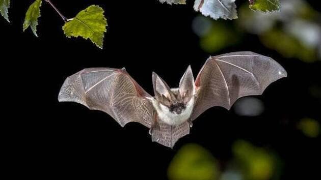 Concevoir des animations autour de la nuit : focus sur les chauve-souris Concevoir des animations autour de la nuit : focus sur les chauve-souris